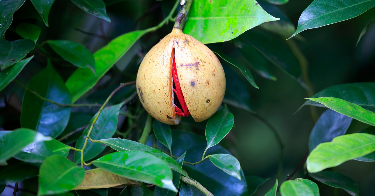 What is Nutmeg & Mace?